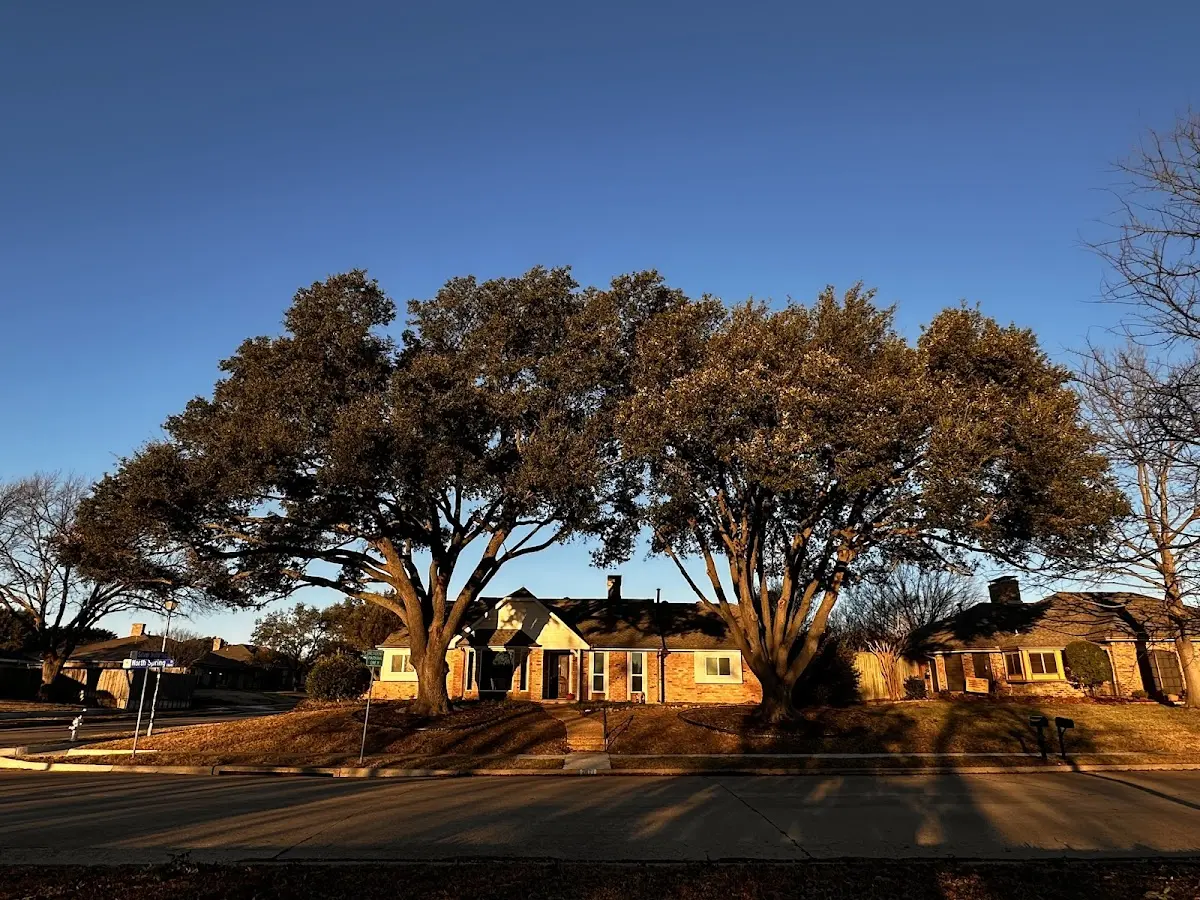 Established residential canopy tree shading a home in Nixon